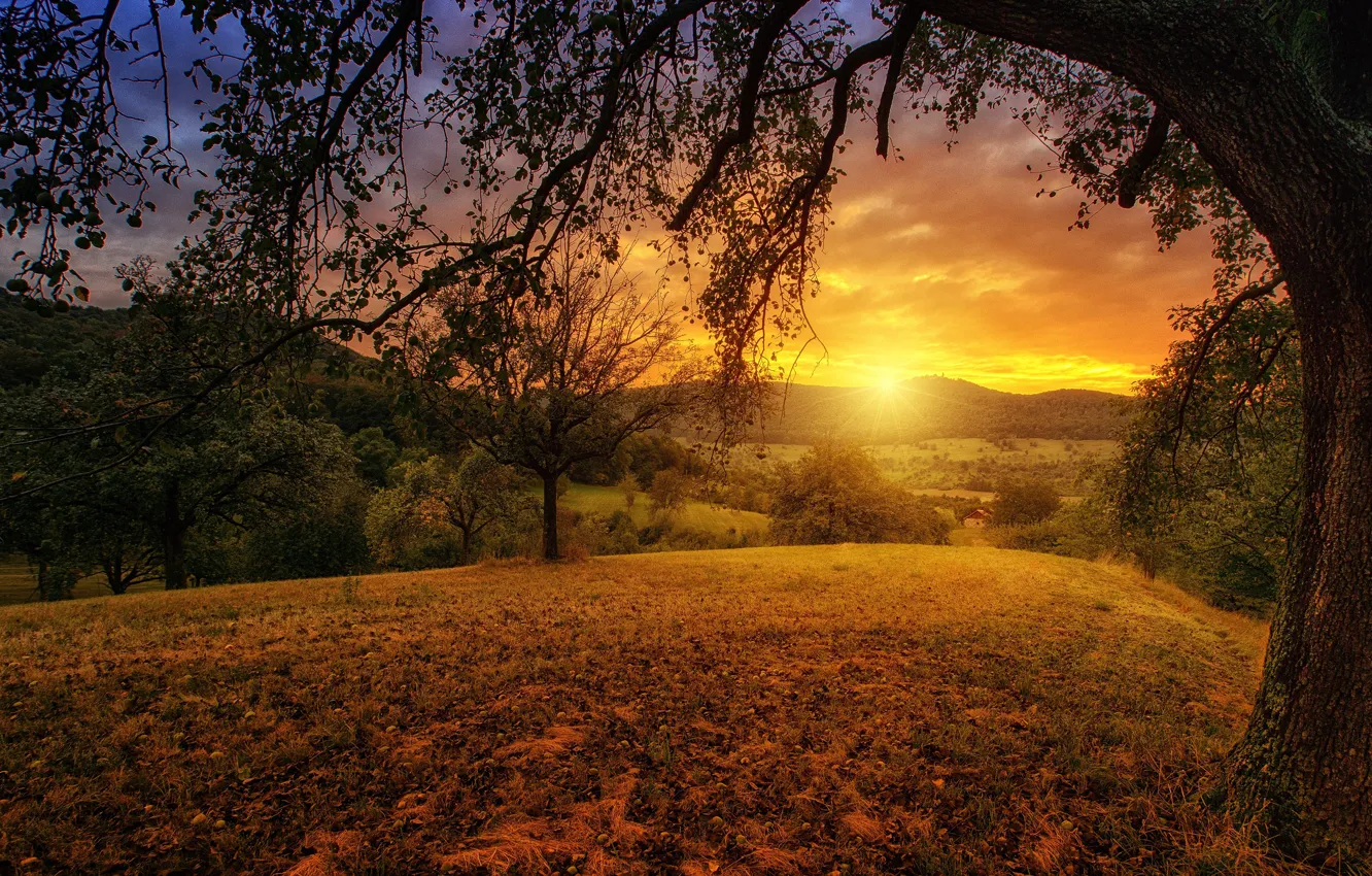 Photo wallpaper field, autumn, forest, the sun, trees, sunset, branches, hills