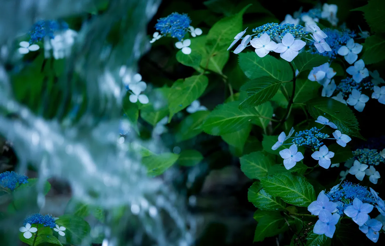 Photo wallpaper leaves, water, flowers, background, dark, waterfall, blue, hydrangea