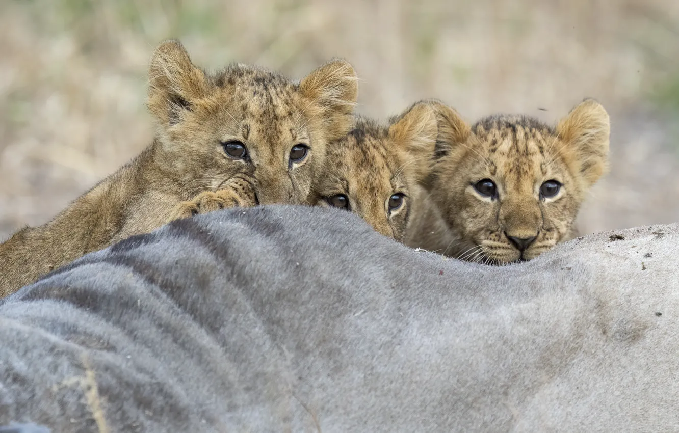 Photo wallpaper look, baby, lion, kids