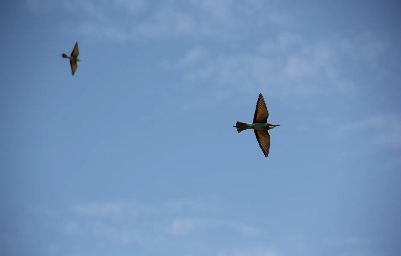 Photo wallpaper the sky, bird, blue