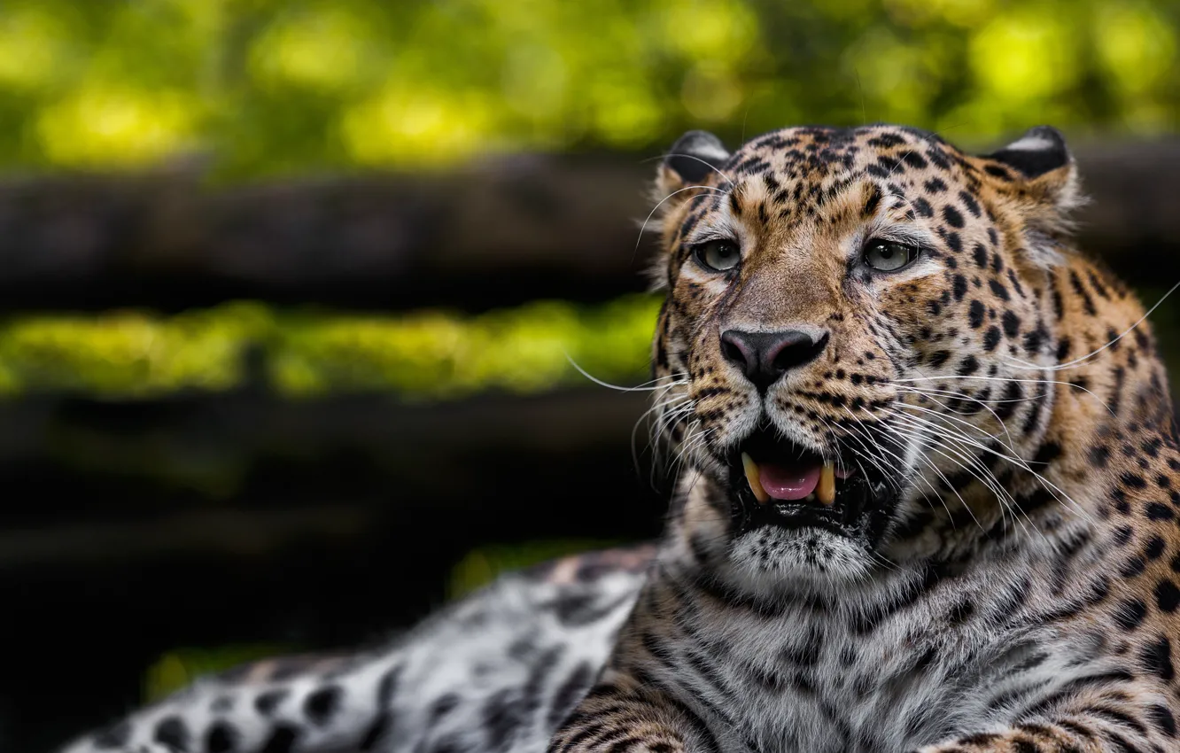 Photo wallpaper face, predator, leopard, wild cat, bokeh, Oleg Bogdanov
