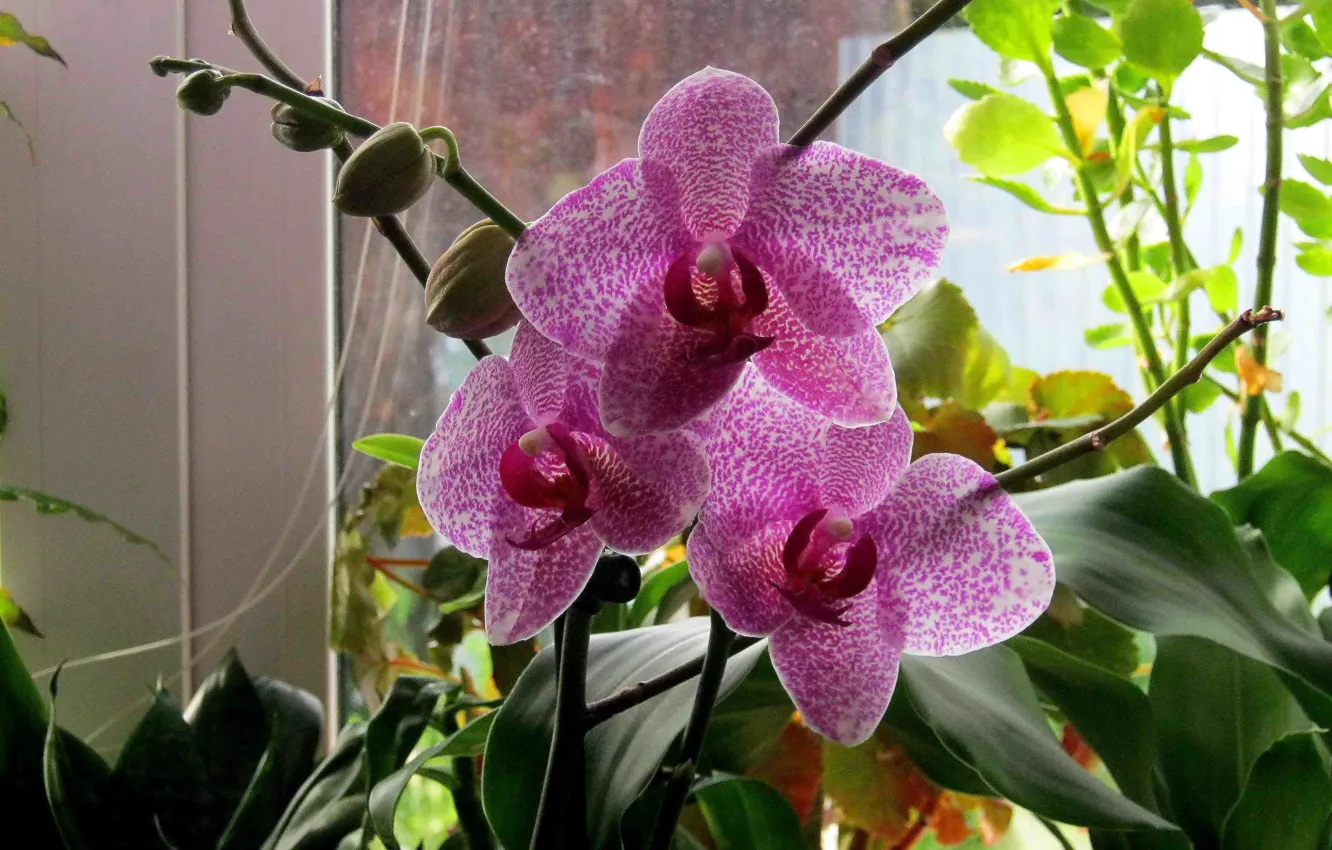 Photo wallpaper flowering, Orchid, purple speckled