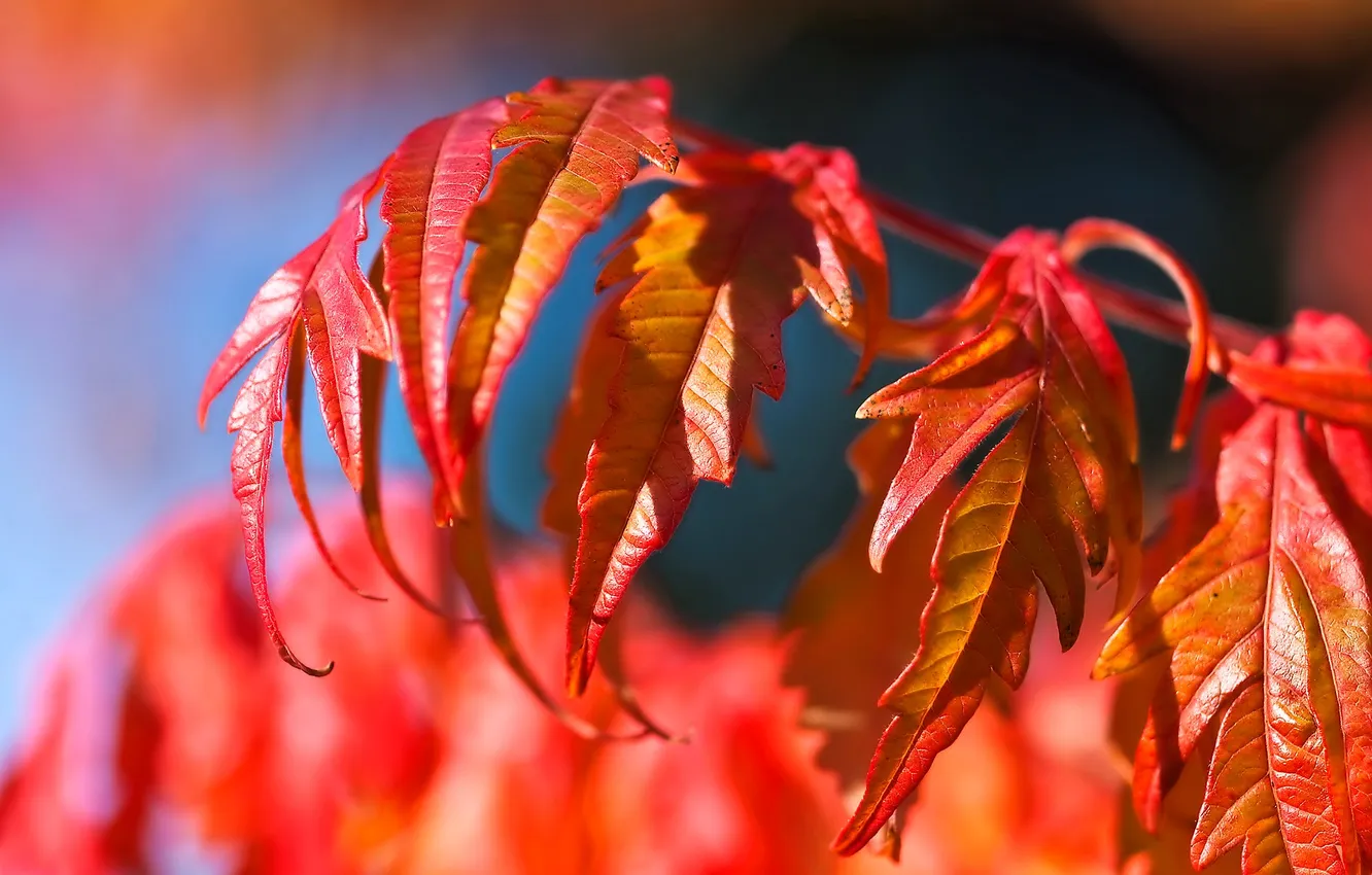 Photo wallpaper autumn, leaves, branches, tree, Red