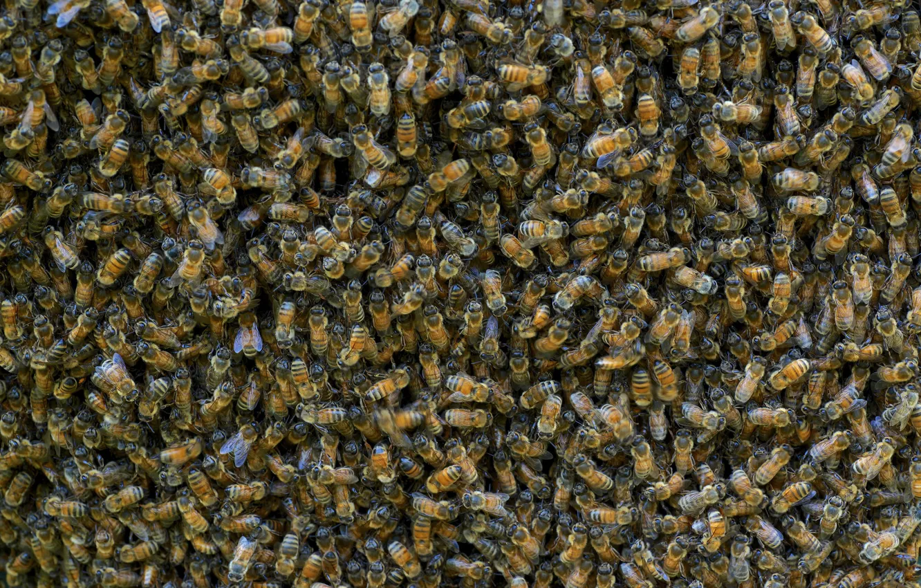 Photo wallpaper bee, background, a lot