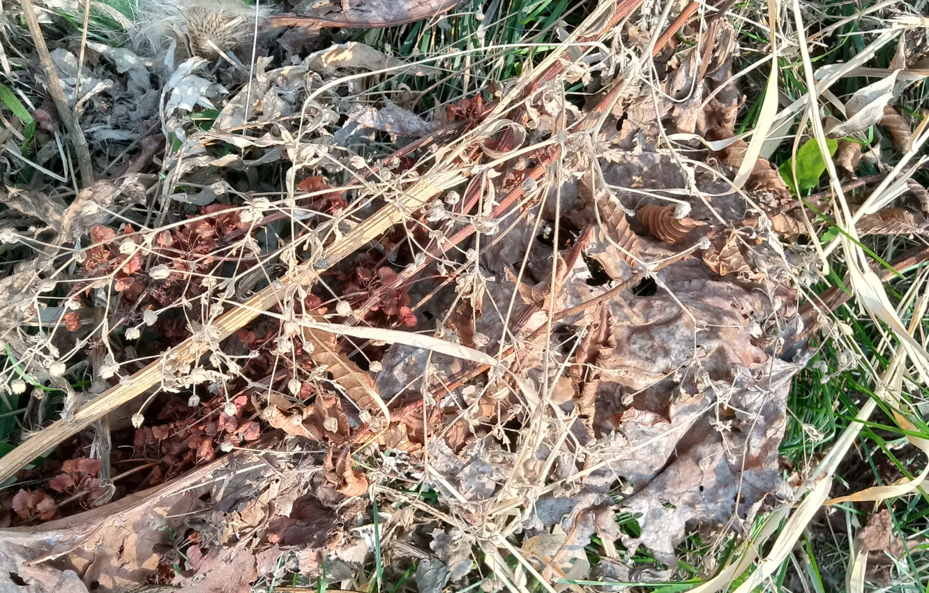 Photo wallpaper grass, the dried flowers, mowing