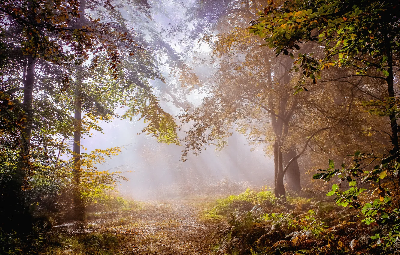 Photo wallpaper autumn, forest, rays, light, trees, branches, nature, fog