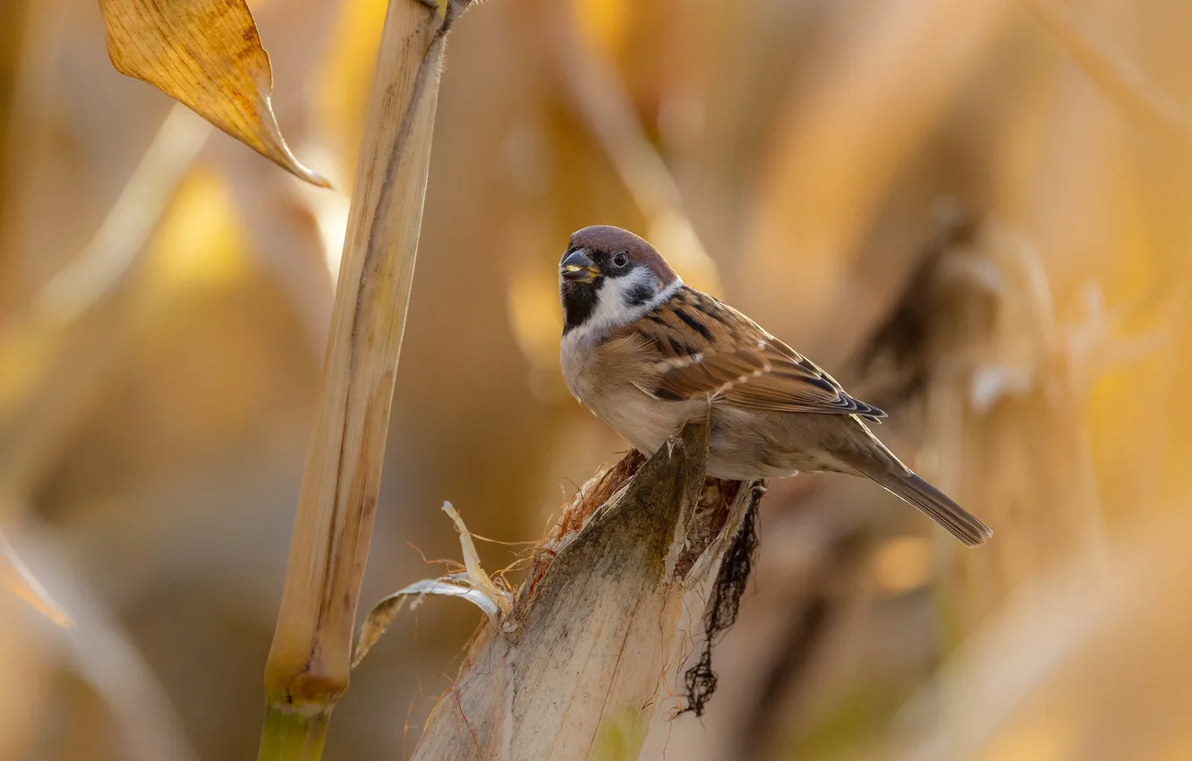 Photo wallpaper autumn, light, branches, bird, blur, stem, Sparrow, bokeh