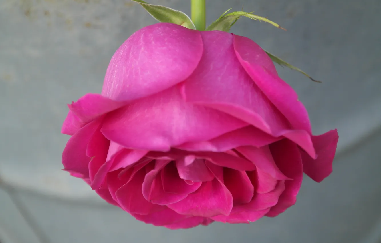 Photo wallpaper pink, rose, rose