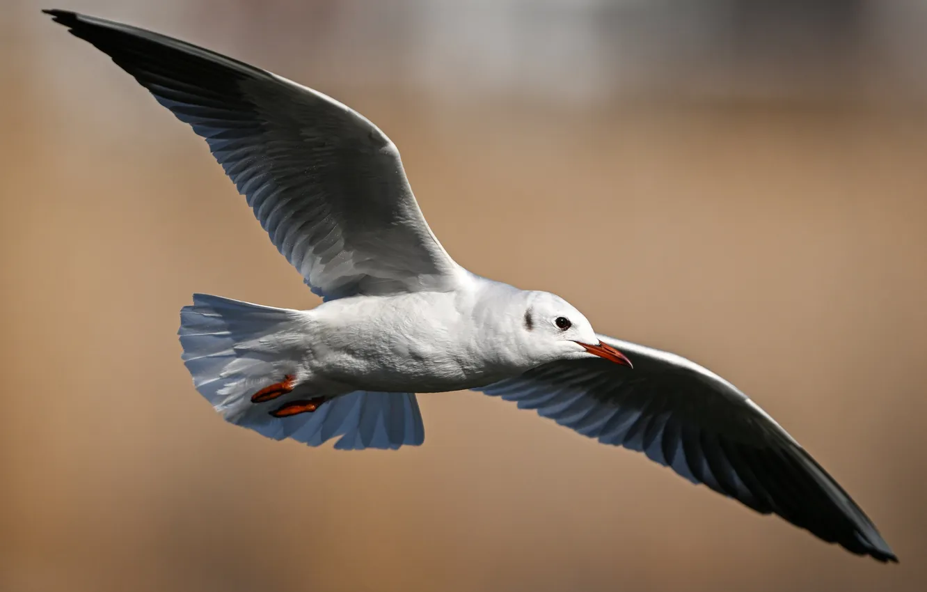Photo wallpaper bird, seagull, close up