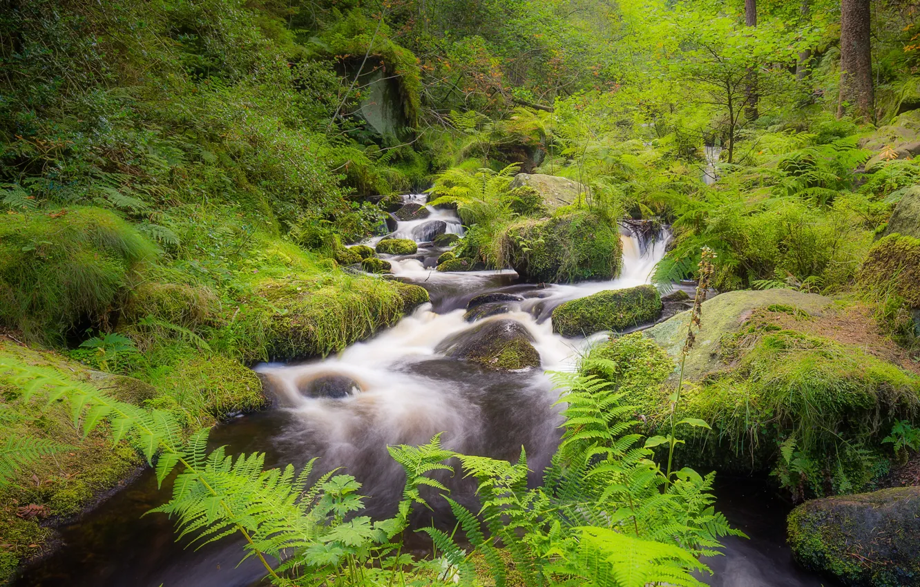 Photo wallpaper forest, stones, England, moss, river, Sheffield, Wyming Brook
