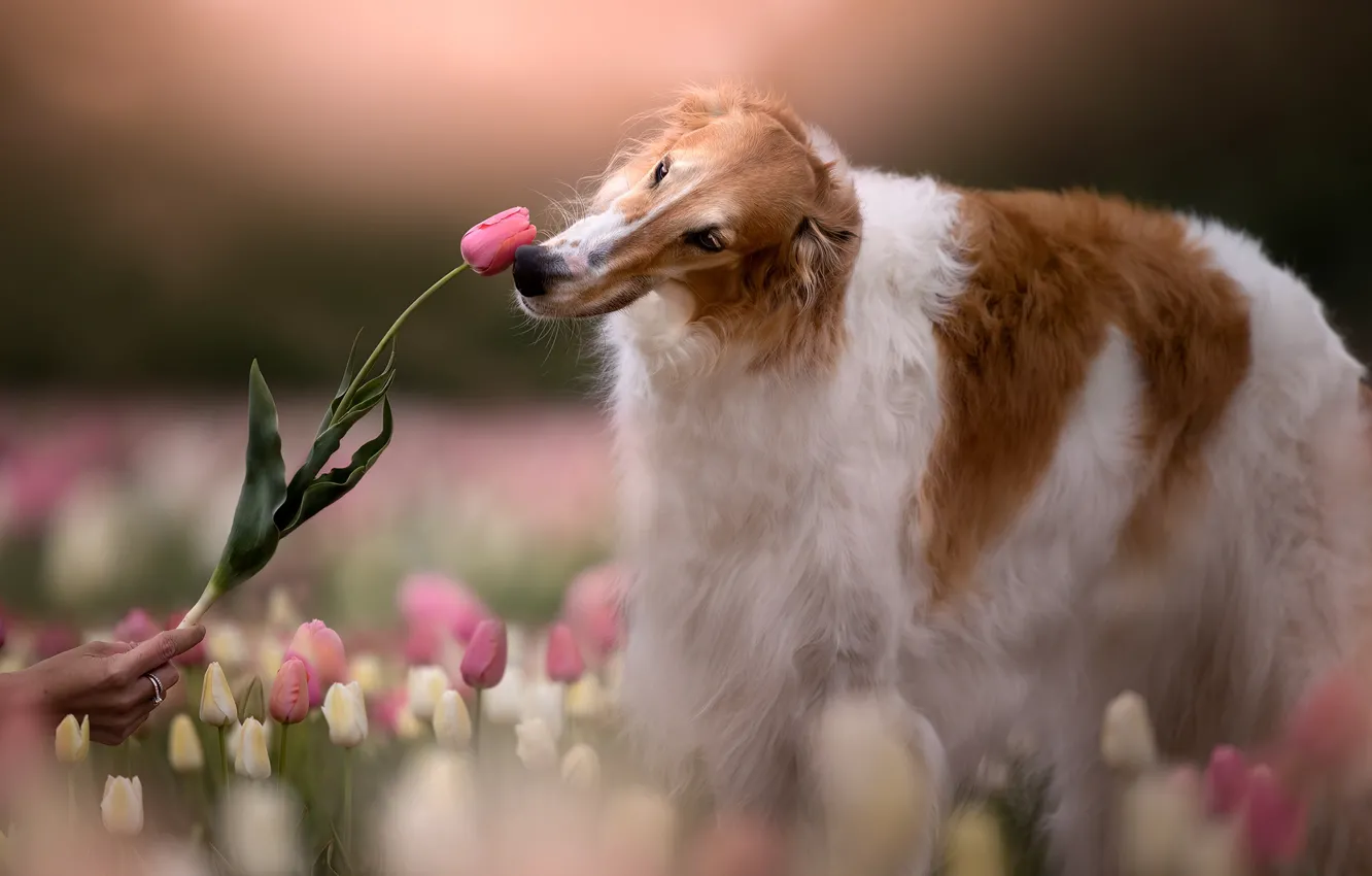 Photo wallpaper dog, tulips, Greyhound