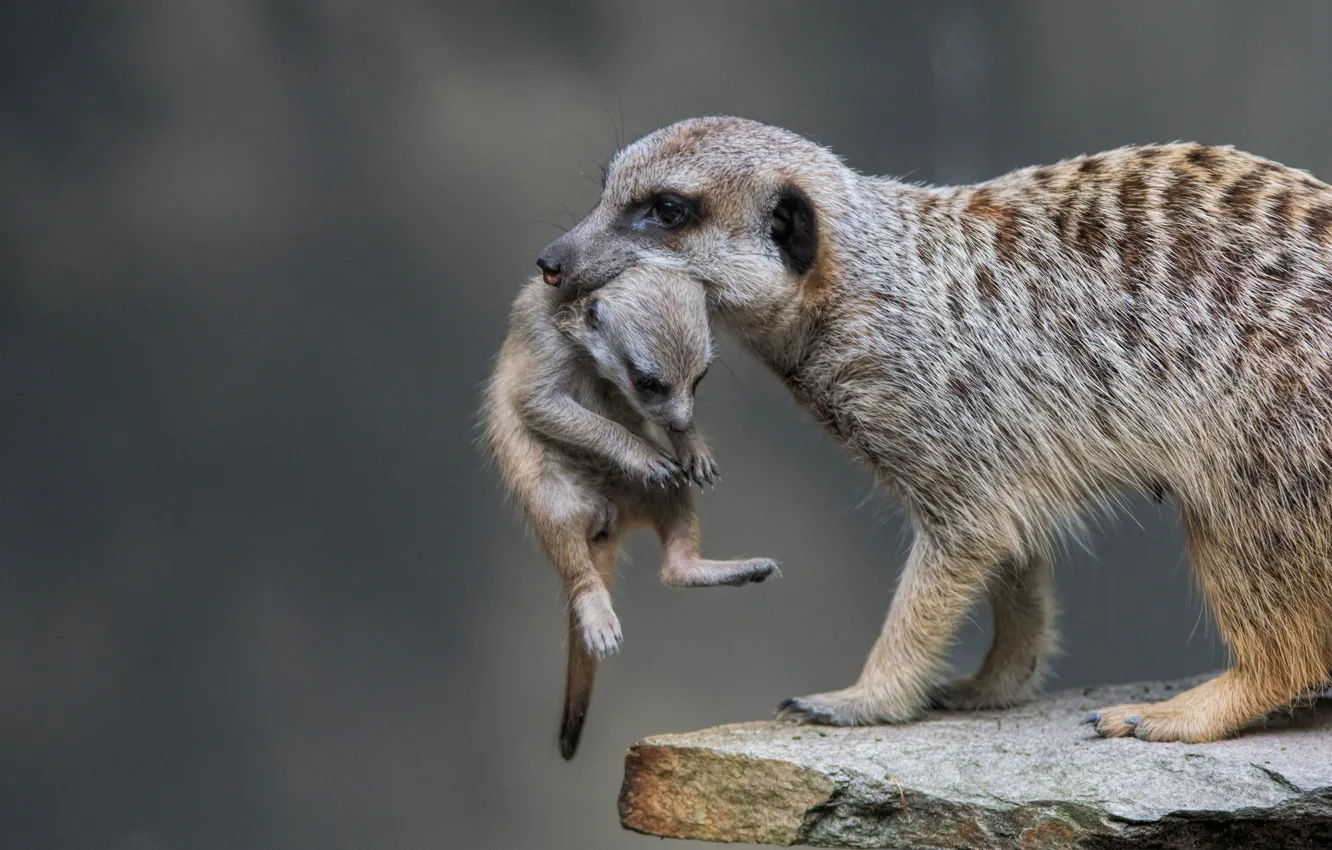 Photo wallpaper cub, meerkat, carrying