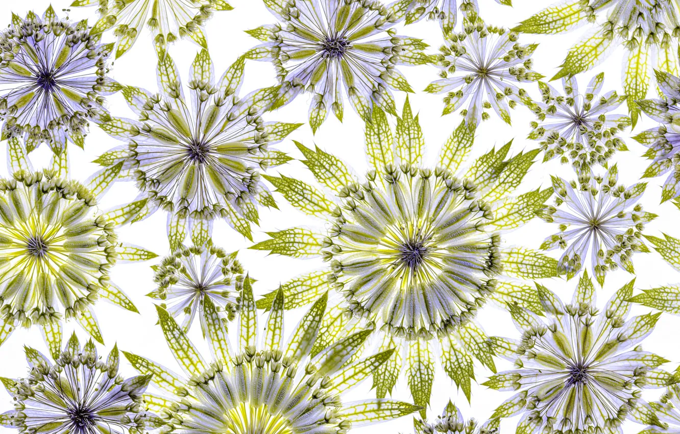 Photo wallpaper flowers, petals, astrantia