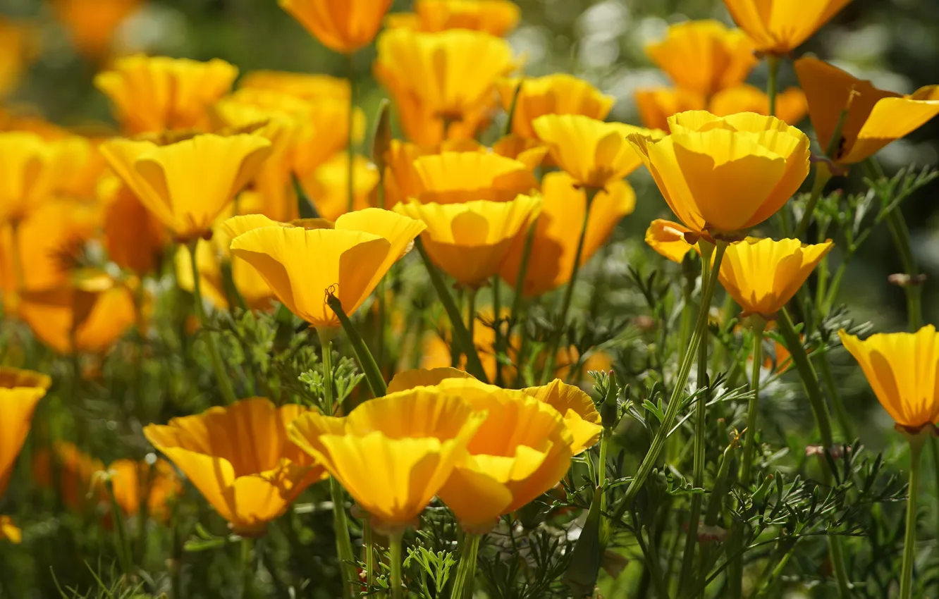 Photo wallpaper flowers, orange, a lot, bokeh, Escholzia