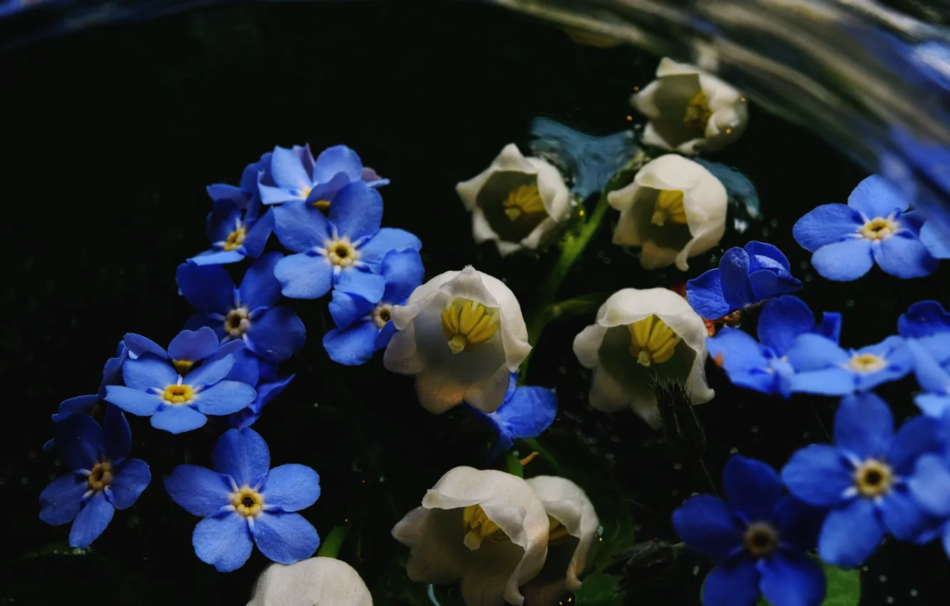 Photo wallpaper flowers, blue, bouquet, spring, white, black background, lilies of the valley, bokeh