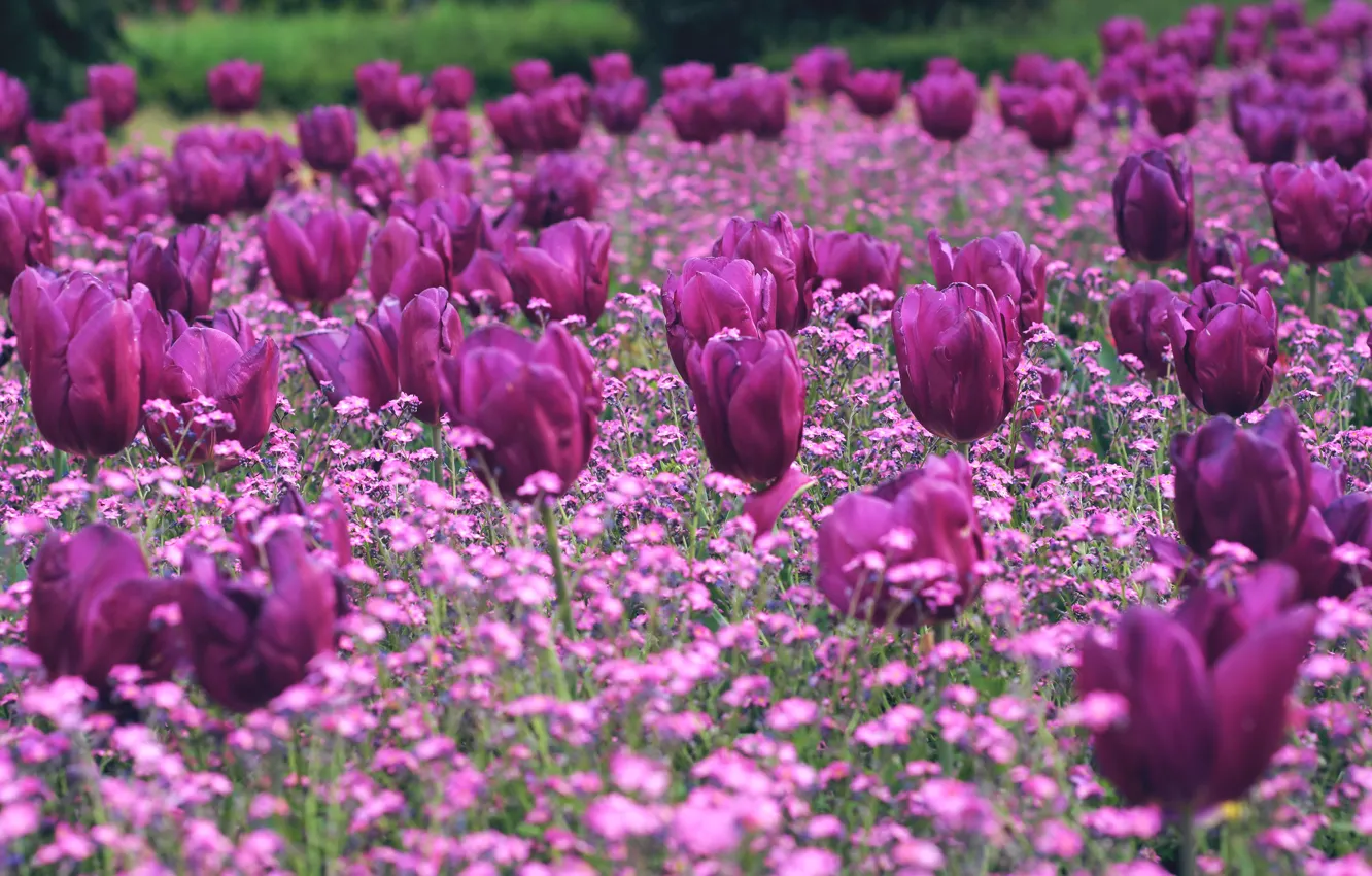 Photo wallpaper flowers, glade, spring, tulips, pink, flowerbed, a lot, lilac