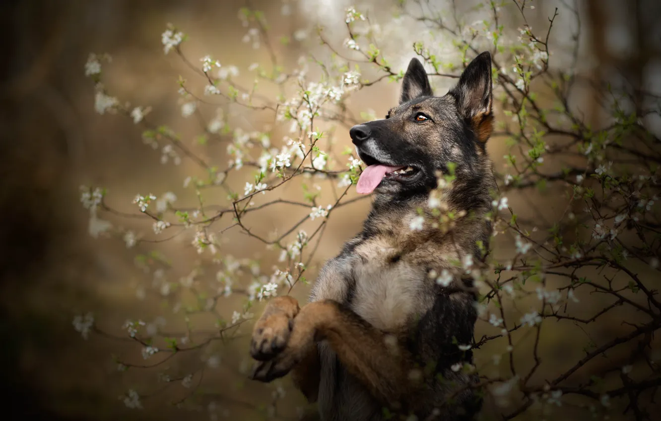 Photo wallpaper language, look, face, flowers, branches, nature, pose, portrait