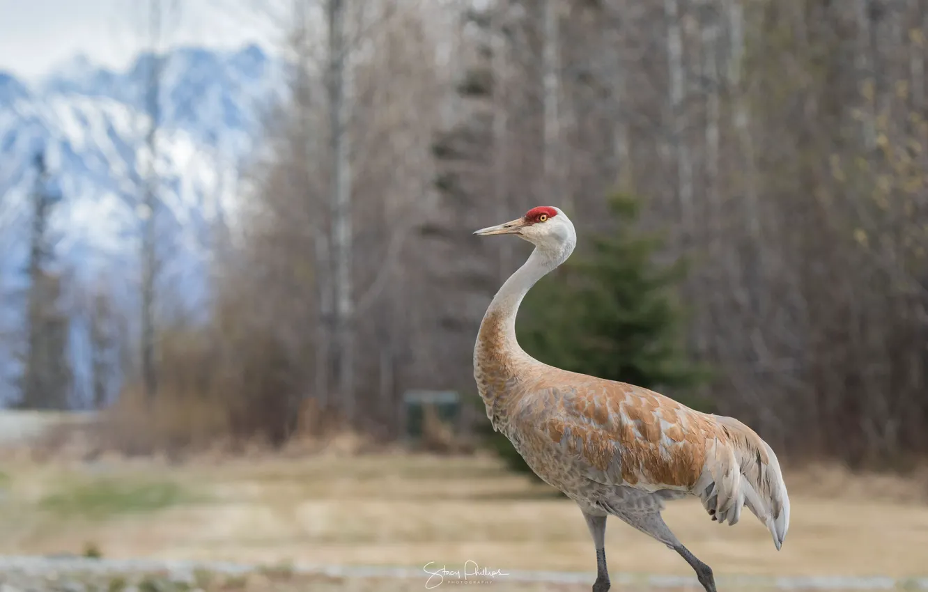 Photo wallpaper look, bird, cranes