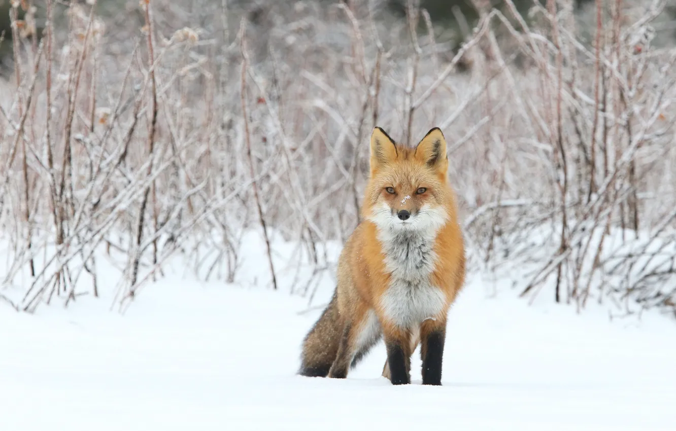 Photo wallpaper winter, snow, branches, nature, Fox