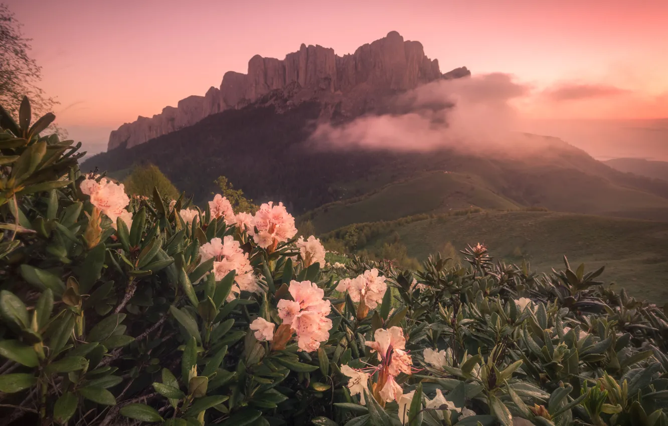 Photo wallpaper landscape, mountains, nature, The Caucasus, Adygea, rhododendrons, Big Thach, Andrey Perevozchikov