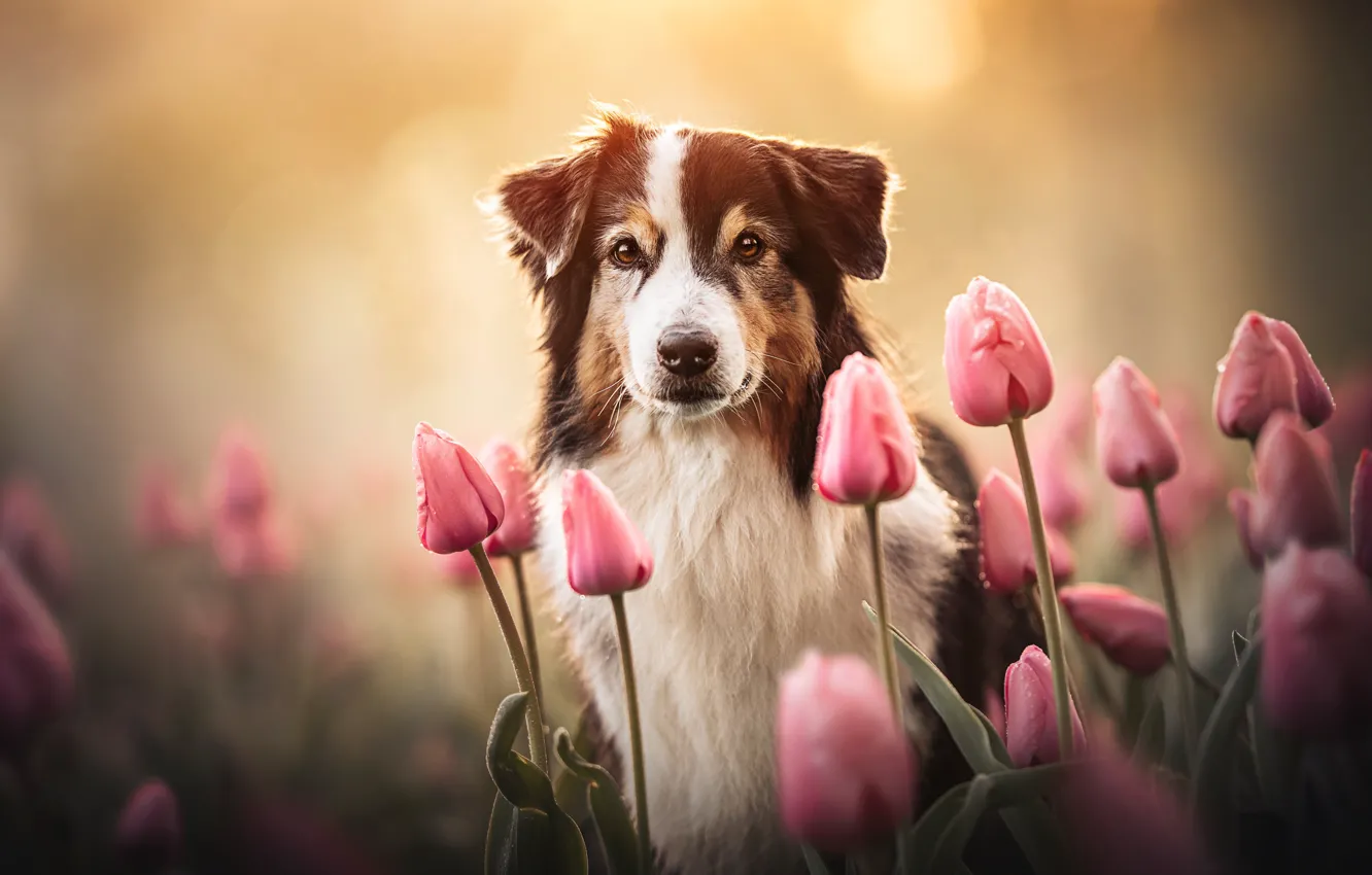 Photo wallpaper look, face, flowers, dog, tulips, Australian shepherd, Aussie