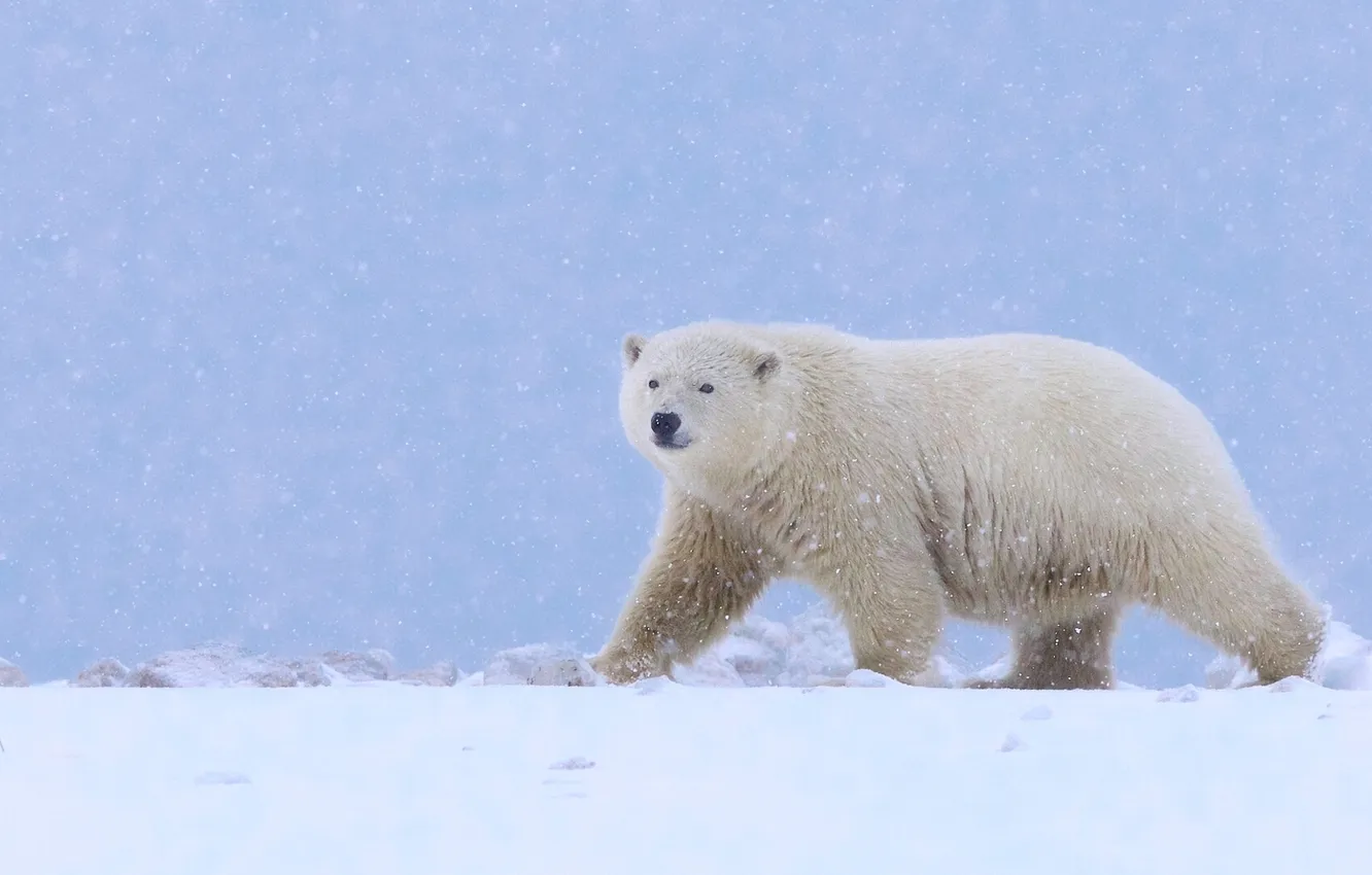 Photo wallpaper snow, bear, Alaska, polar bear, polar bear