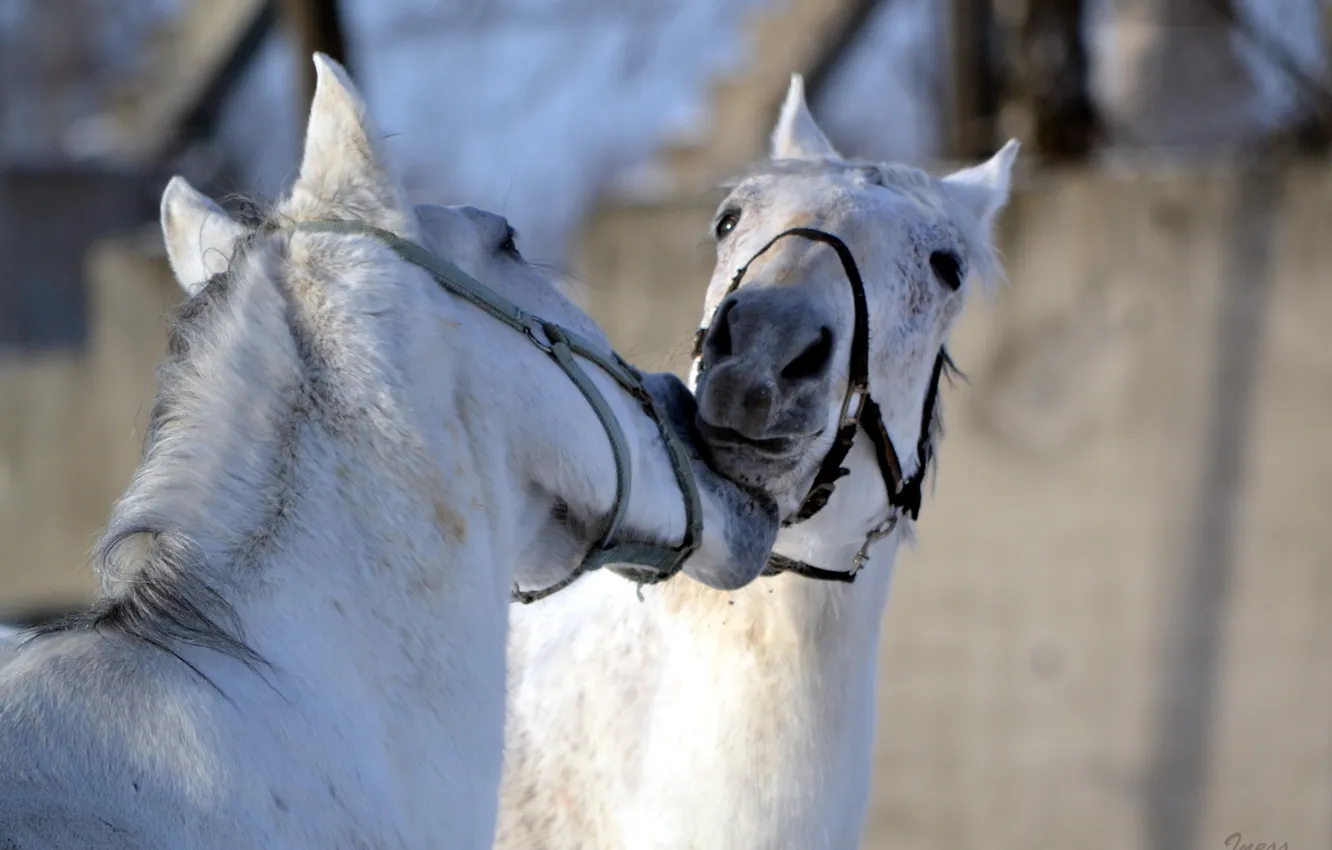 Photo wallpaper nature, background, horse