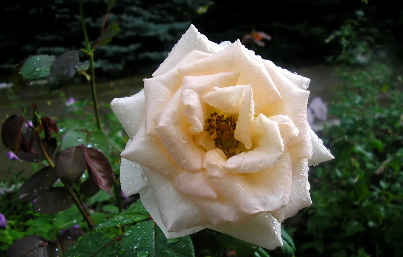 Photo wallpaper greens, drops, Rosa, roses