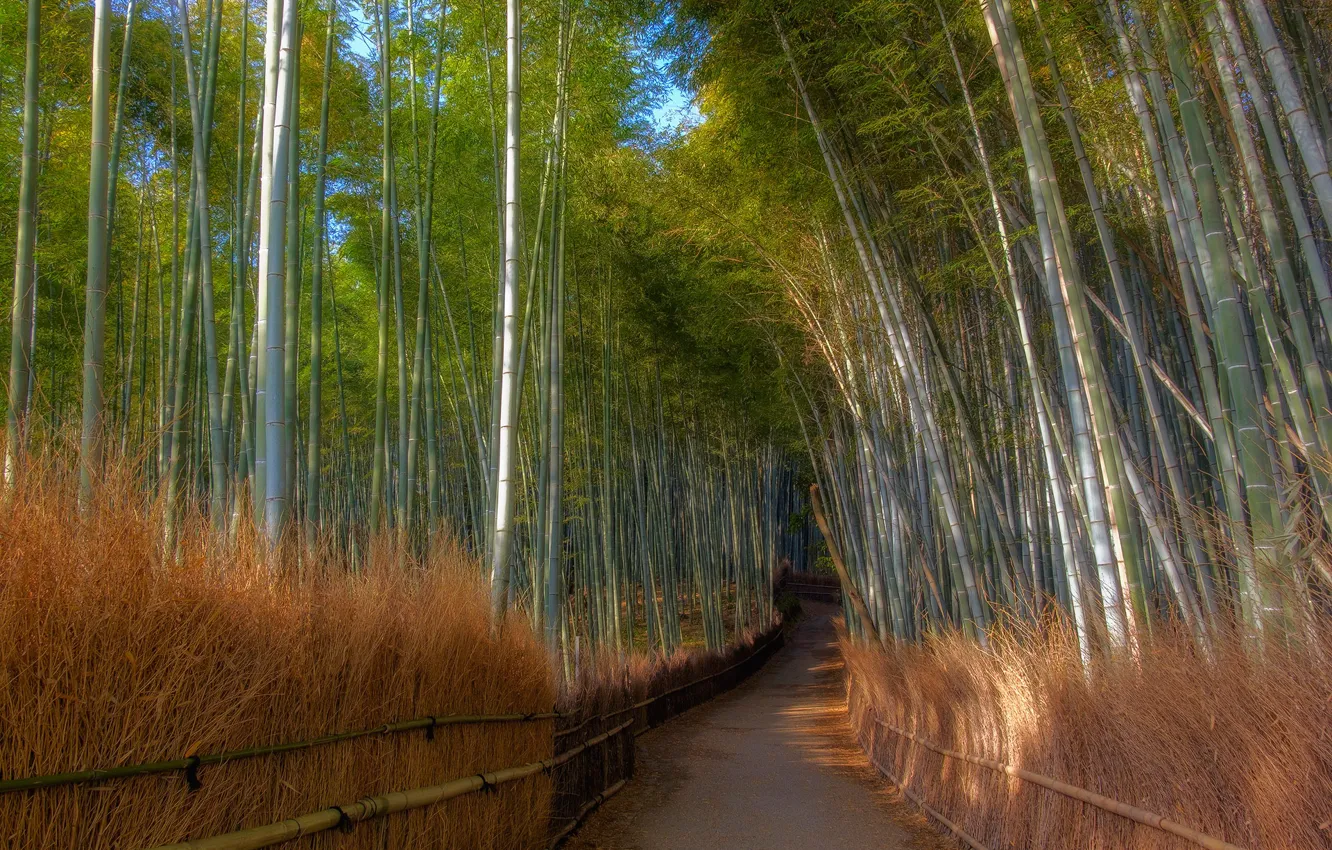 Photo wallpaper bamboo, track, bamboo grove