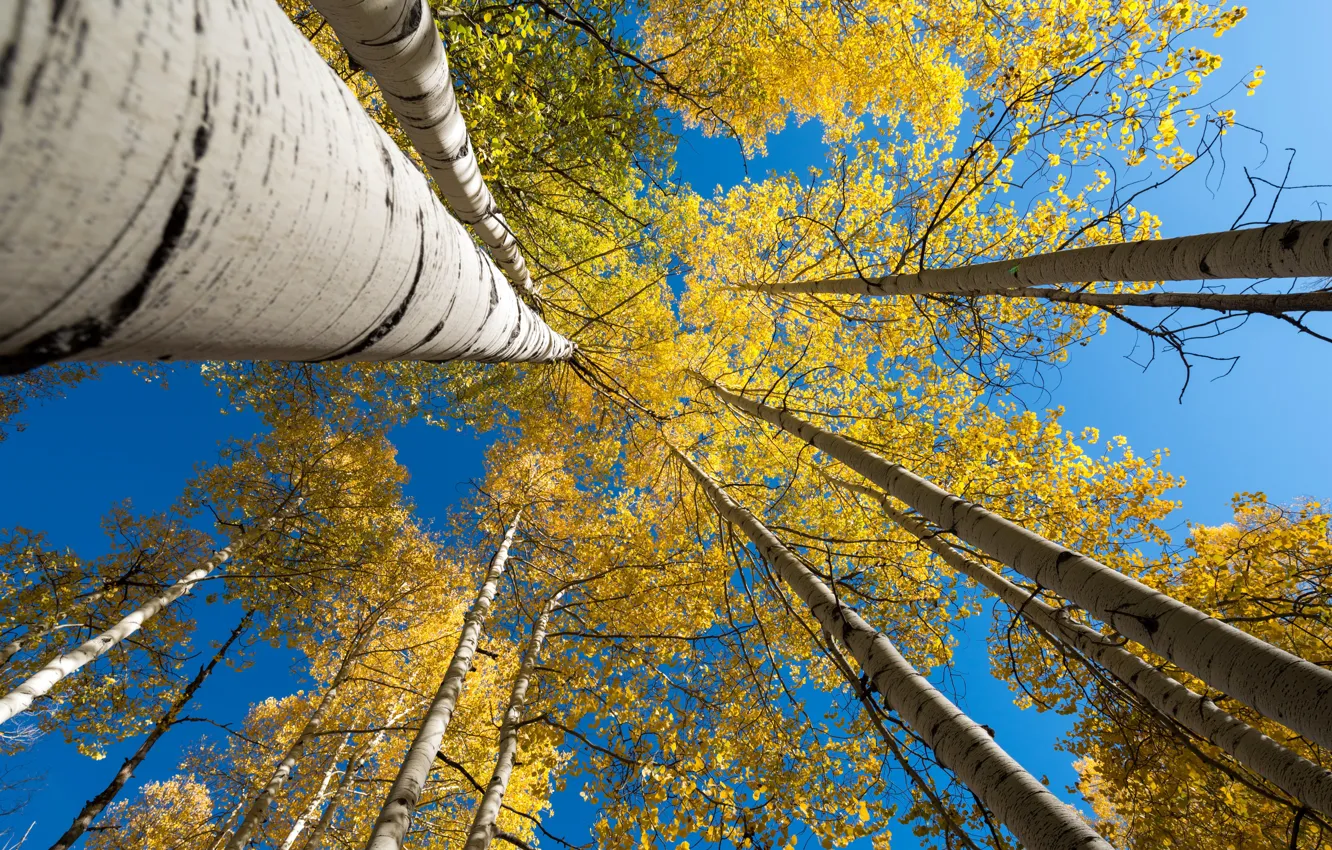 Photo wallpaper autumn, the sky, birch