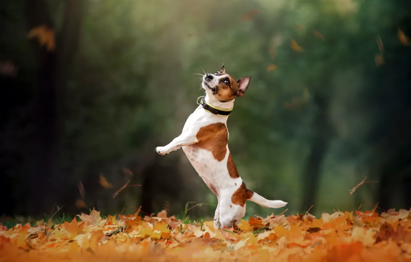 Photo wallpaper autumn, dog, walk, stand, bokeh, fallen leaves, Jack Russell Terrier, Ekaterina Kikot