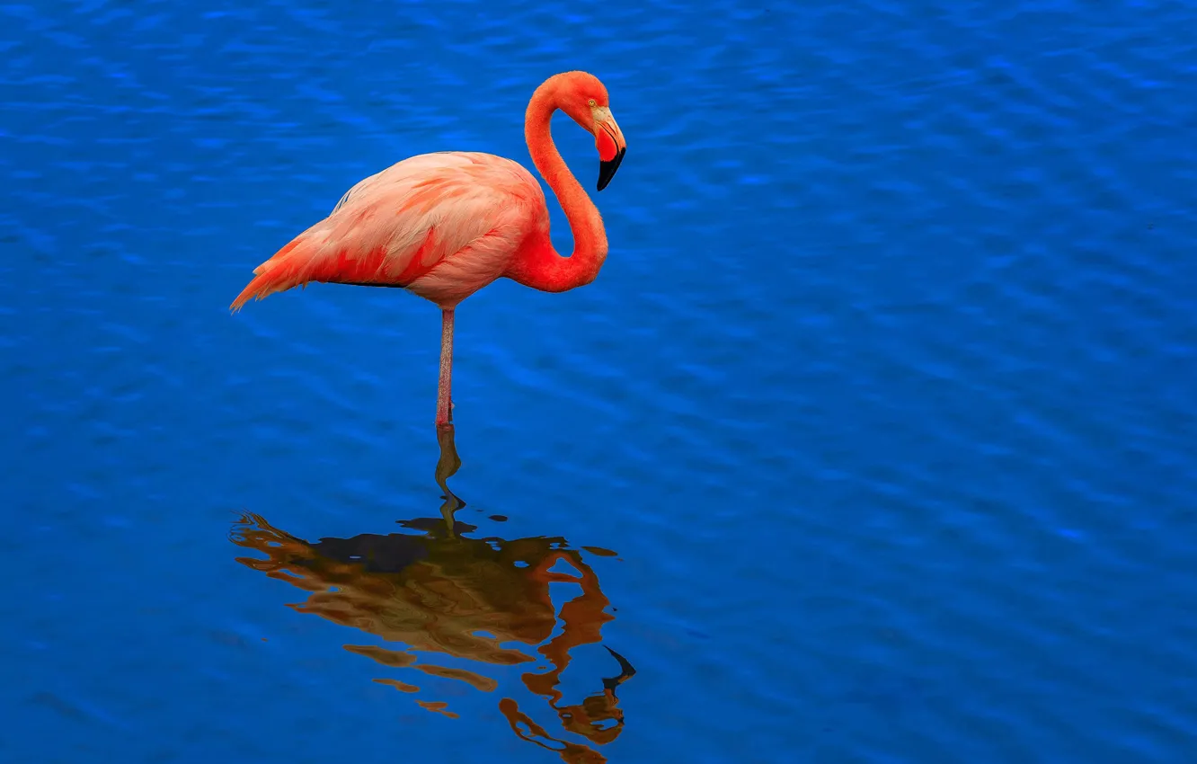Photo wallpaper water, bird, beak, Flamingo, neck