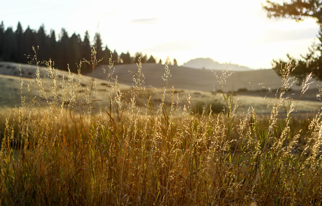 Photo wallpaper grass, sunset, mountain, hill, countryside, woodland