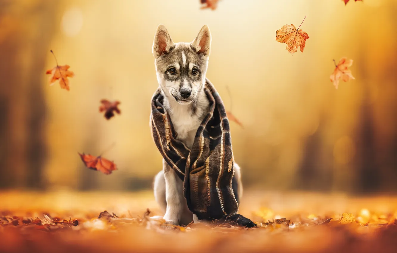 Photo wallpaper autumn, leaves, dog, scarf, puppy, Husky