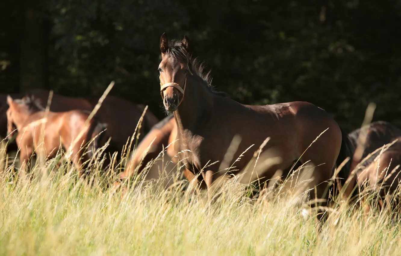 Photo wallpaper field, forest, grass, look, face, light, the dark background, horse