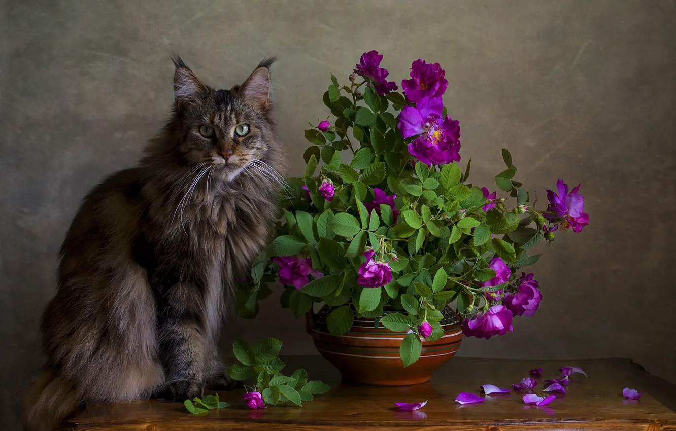 Photo wallpaper cat, portrait, briar