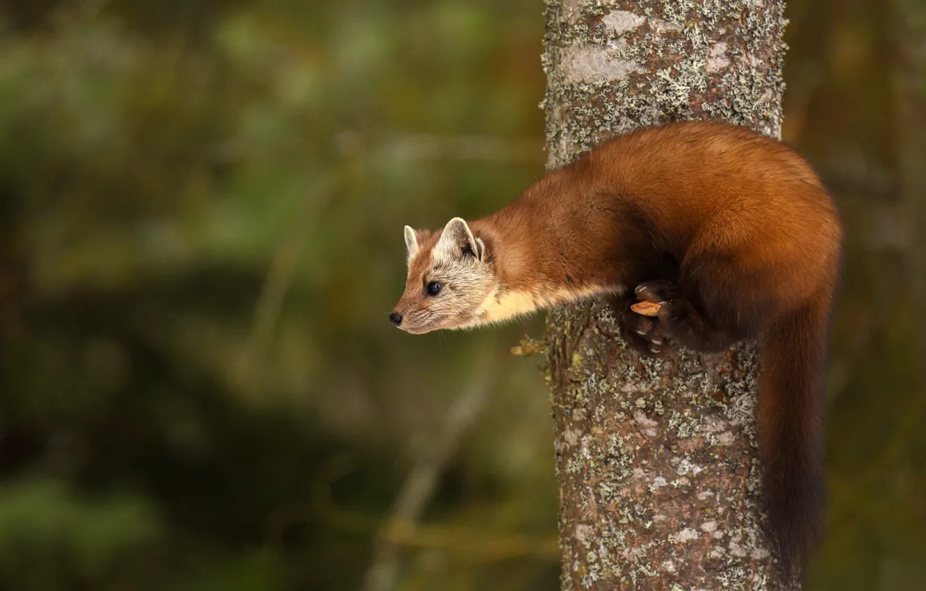 Photo wallpaper look, trees, pose, background, profile, marten