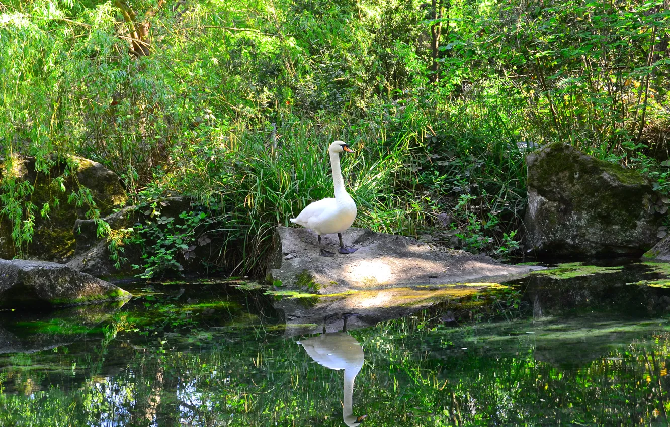 Photo wallpaper water, pond, Swan
