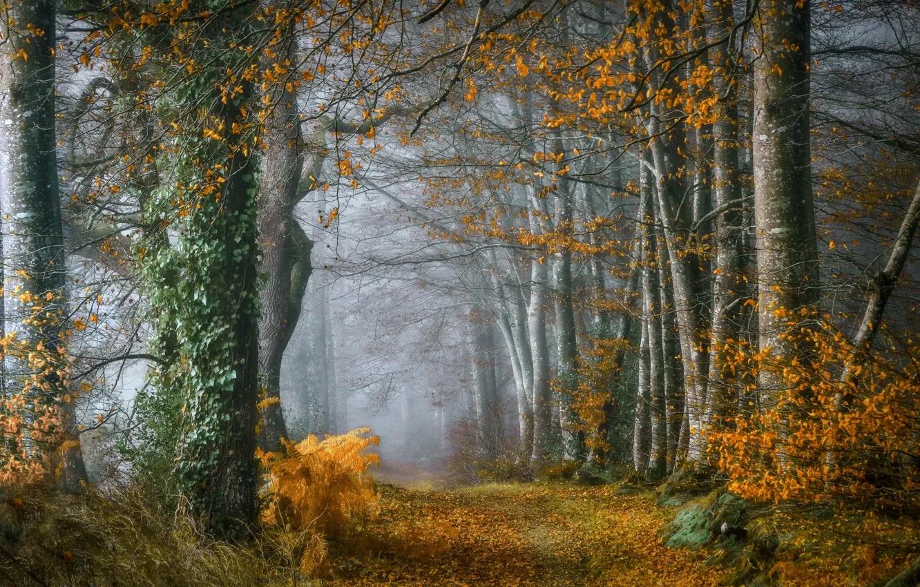 Photo wallpaper road, autumn, forest