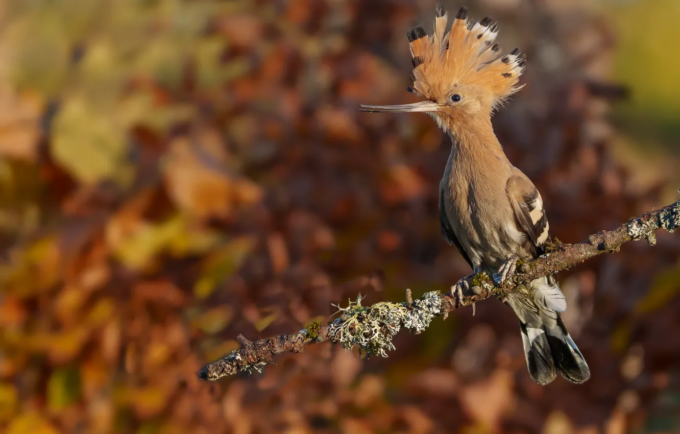 Photo wallpaper autumn, bird, bokeh, hoopoe