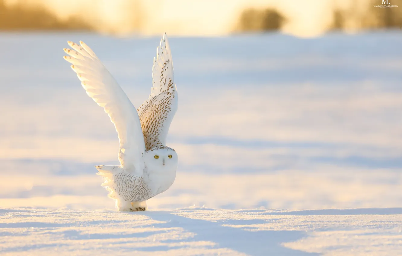 Photo wallpaper winter, snow, nature, owl, bird, wings, white