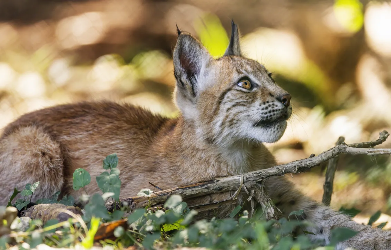 Photo wallpaper a small lynx, look, lies, looking up, lynx