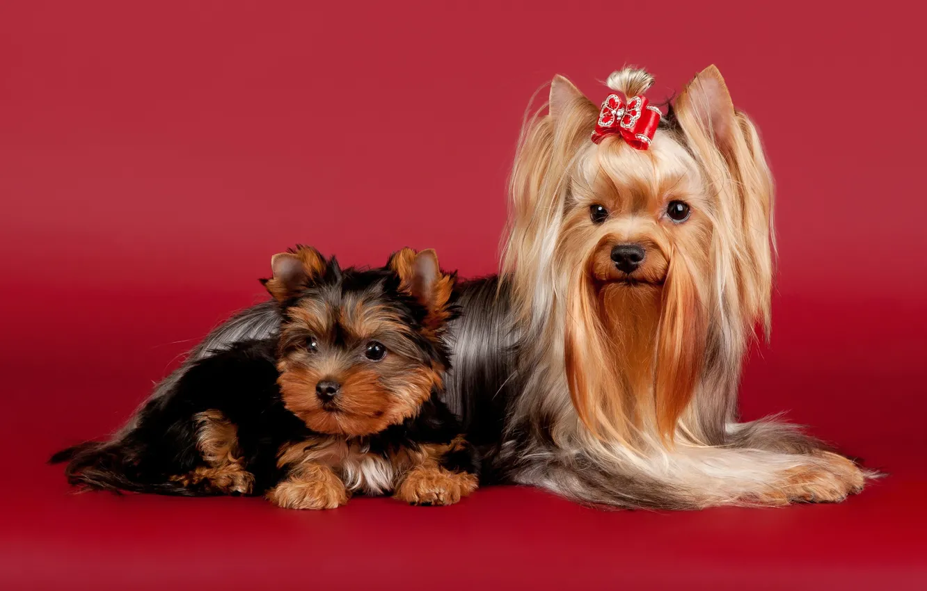 Photo wallpaper dogs, beauty, bow, Yorkshire Terrier
