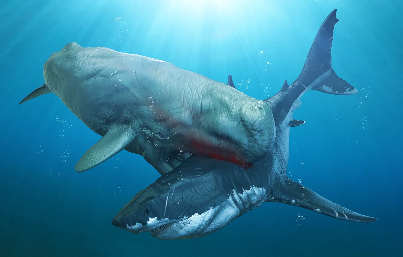 Photo wallpaper sea, attack, white shark, Sperm whale