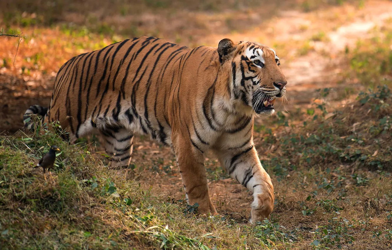 Photo wallpaper nature, tiger, pose, bird, walk