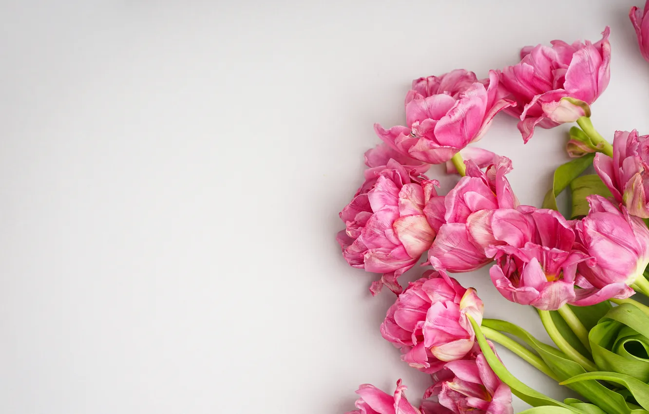 Photo wallpaper flowers, bouquet, tulips, pink, pink, flowers, beautiful, tulips