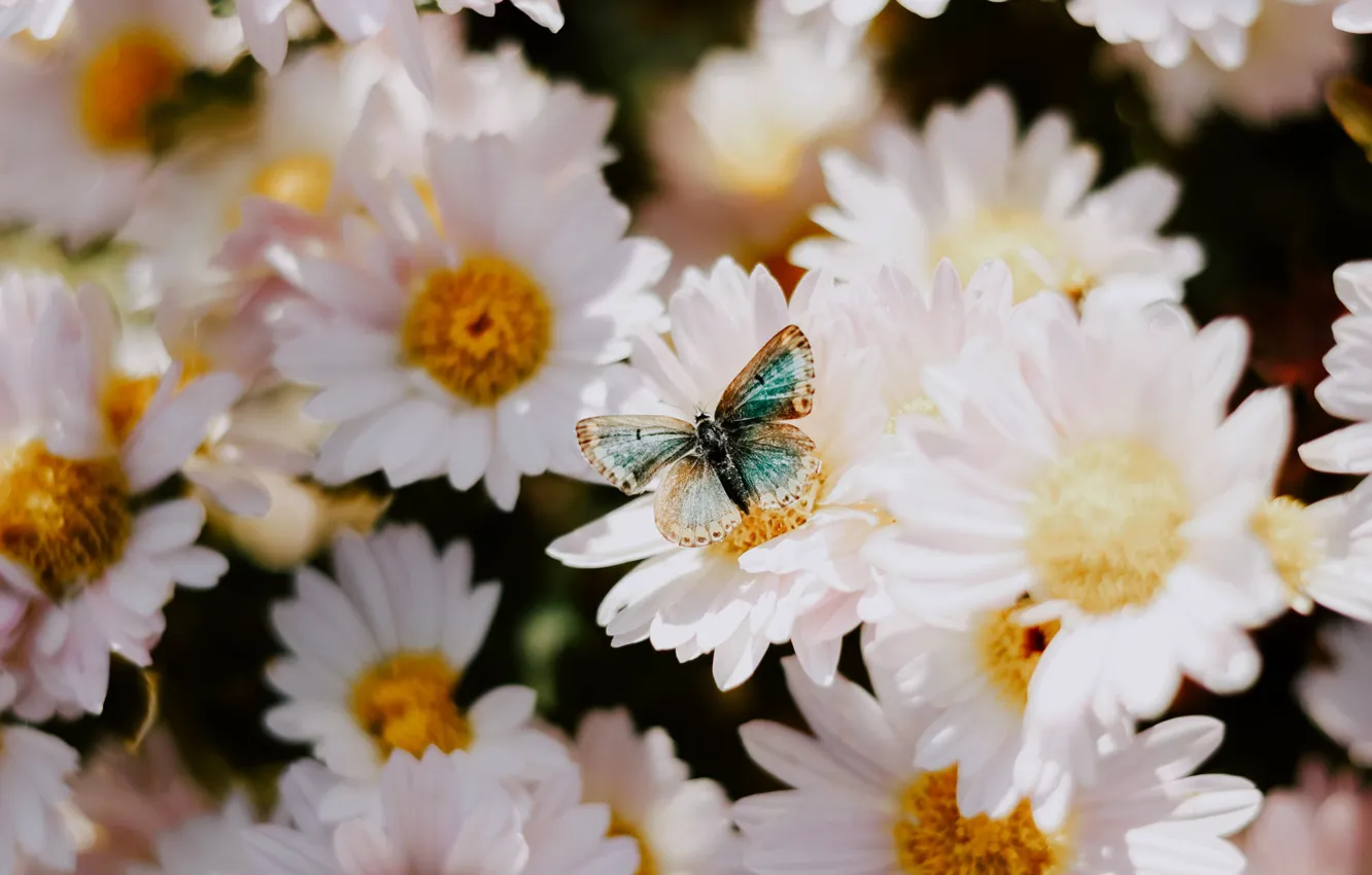 Photo wallpaper summer, flowers, butterfly, chamomile, white, leucanthemum