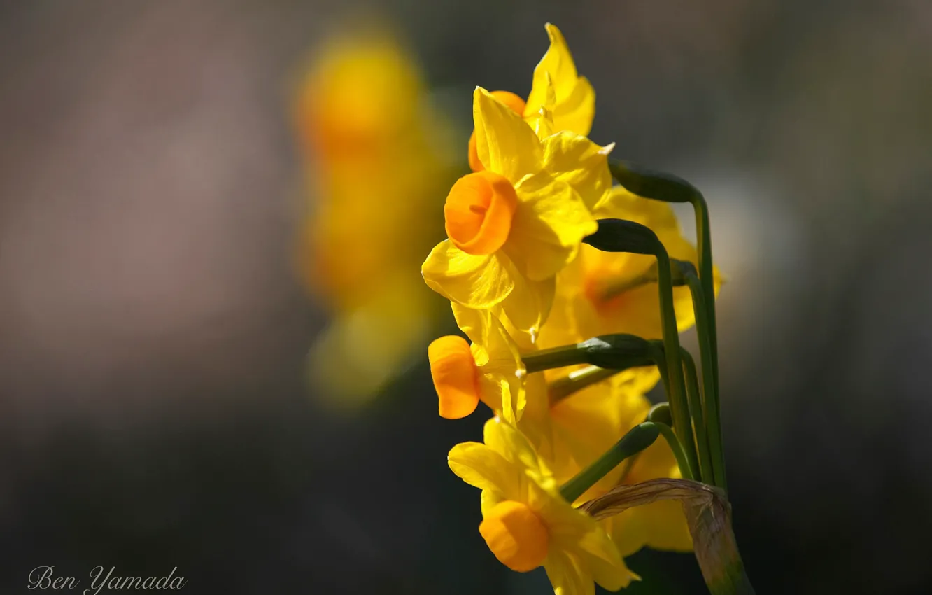 Photo wallpaper close-up, blur, yellow daffodils