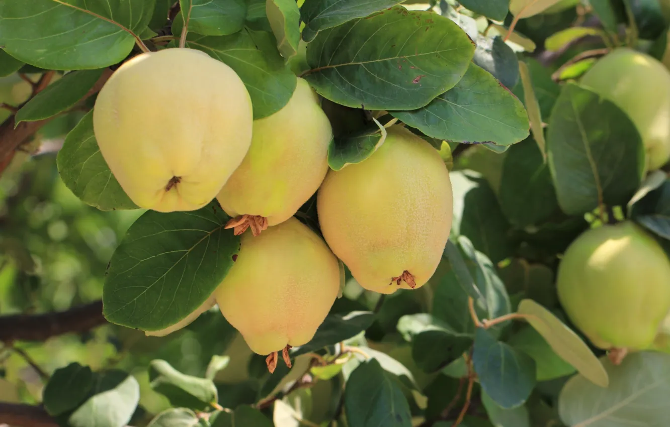 Photo wallpaper trees, nature, fruit, quince