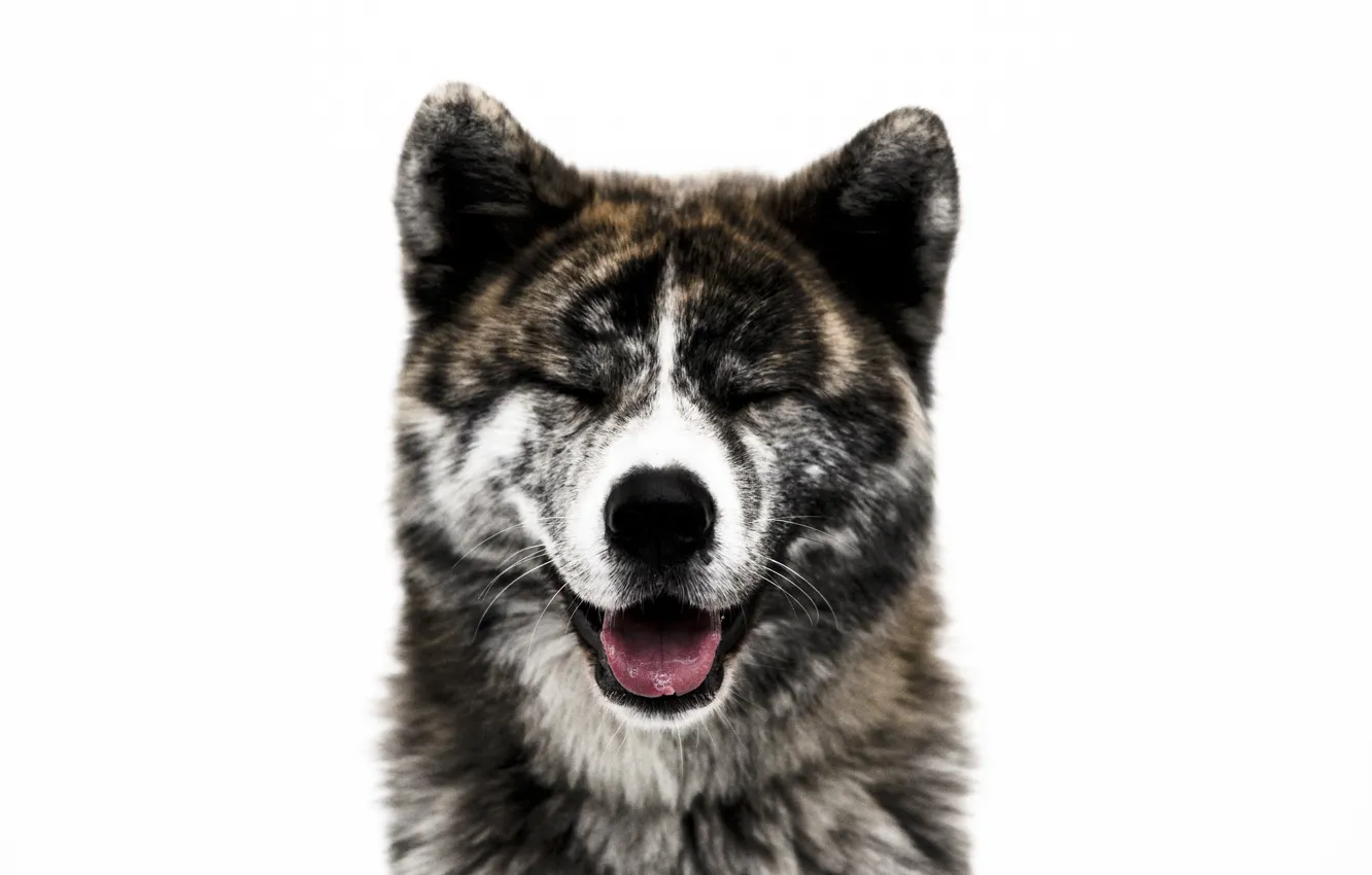Photo wallpaper face, each, dog, wool, nose, Akita inu